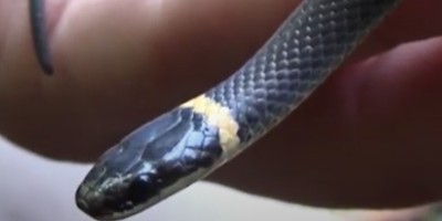 Chicago snake